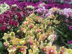 -龙大花卉苗木市场