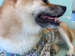 -怪兽屋·羊驼·猫咖·狗咖(俊华广场店)