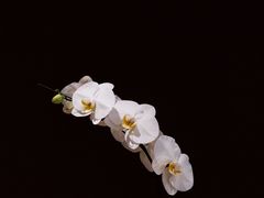 -二酉书店TOYOU BOOKS