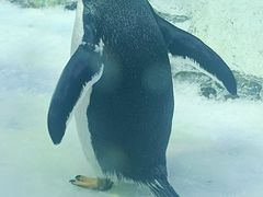 -芜湖新华联大白鲸海洋公园