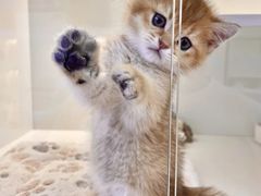 -小猫来了·猫舍(红山六九七九店)