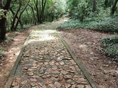 -上海佘山国家森林公园天马山园