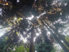 -武陵山森林公园