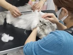-山宅一喵德文卷毛猫舍