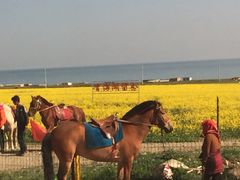 -青海湖国家重点风景名胜区