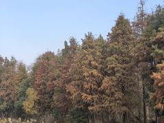 -艾溪湖湿地公园