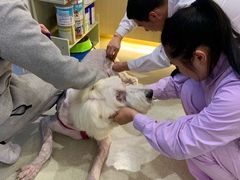 -宠颐生动物医院·心脏科·保险定点(锦阳分院)