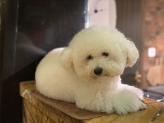 -more than meow吴止猫主题餐厅(承德 中船汇店)