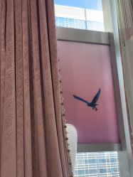 -北京米扬丽格医疗美容·联合丽格鼻整形中心