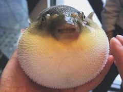 -肆月河豚·新淮扬(金融街店)