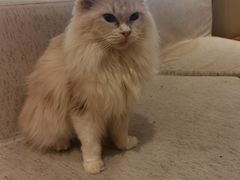 -藏猫猫咖啡主题馆(中央大道店)