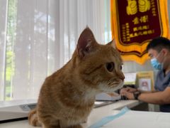 -美美宠物诊疗中心·异宠·骨科(滨江东信分院)