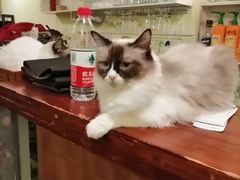 -猫色咖啡·猫咖