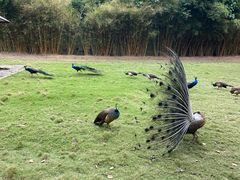 -深圳野生动物园