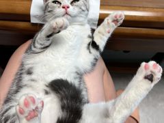 -喵zoo家庭繁育猫舍(尖东智能花园店)