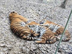 -栾川竹海野生动物园