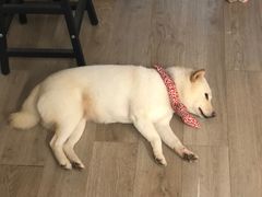 -柴迷FANS CLUB·柴犬狗咖·猫咖