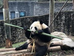 -都江堰中华大熊猫苑
