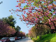 -铁山坪森林公园