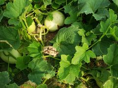 -前小桔亲子创意农场·草莓采摘·露营烧烤