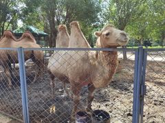 -长白岛森林公园