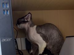 -瑞派康怡24h宠物医院·犬猫医疗中心·微创绝育(瑞景分院)