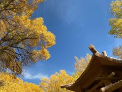 -金塔沙漠胡杨林景区