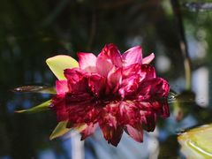-国家植物园