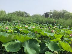 -绿堤公园