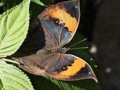-野象谷景区
