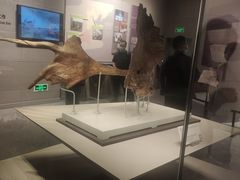 -北京周口店北京人遗址博物馆