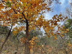 -北京鹫峰国家森林公园