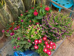 -双季花艺园艺市场(浦东店)