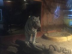 -清迈夜间动物园