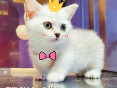 -70cat德文卷毛猫·缅因猫纯种猫舍