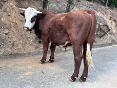 -鲁山国家森林公园