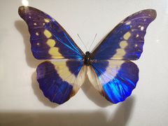 -上海昆虫博物馆