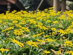 -青城山六善酒店·紫氣園中餐厅