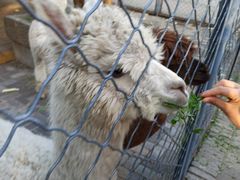 -长白岛森林公园