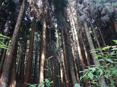 -武陵山森林公园