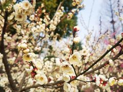 -梅花山(明孝陵内)