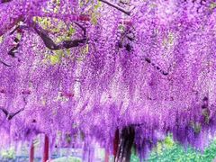 -嘉定紫藤园