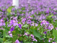 -白塘生态植物园
