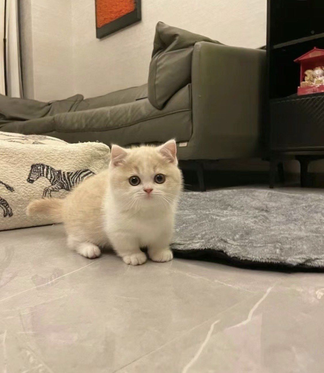 乳白曼基康矮脚猫