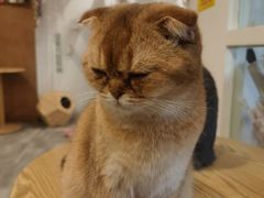 -楼上猫咖(罗湖店)