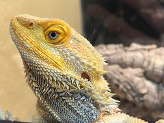 -酷以爬仙阁实体爬宠店·守宫·蜥蜴·专业繁育