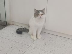 -喵园·猫主题咖啡厅·撸猫·猫咖(国贸店)