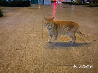 今年这里连个人烟也没有，餐饮店也几乎不开门