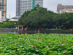 -荔湾湖公园