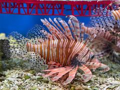 -太平洋海底世界